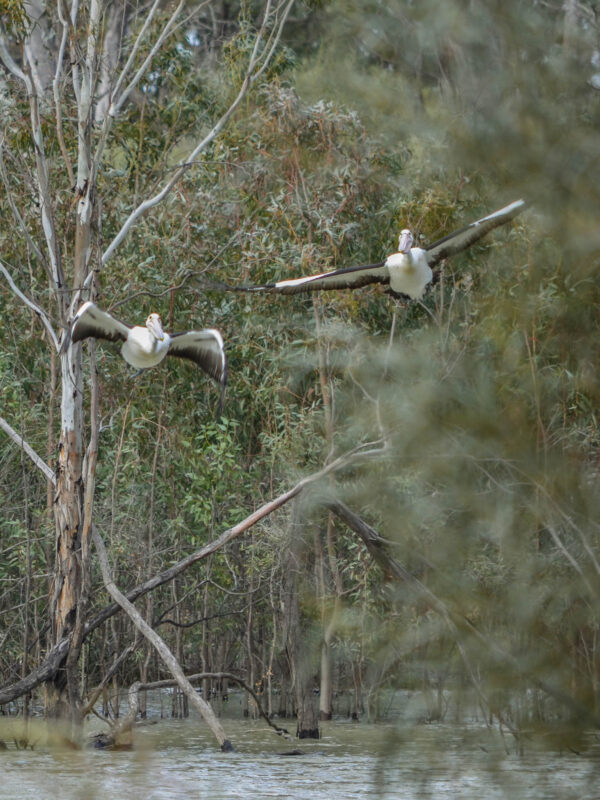 Murray River Trails Pelicans Flying