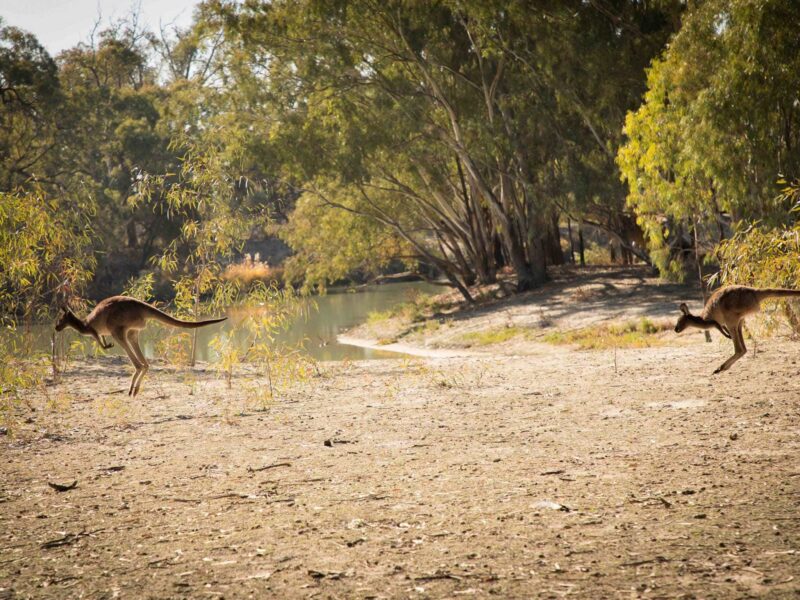 Murray River Walk Kangaroo South Australia Riverland