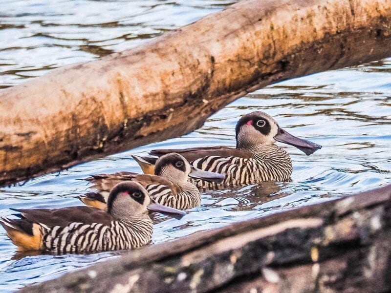 Murray River Tours Pink Eared Duck Birdwatching South Australia