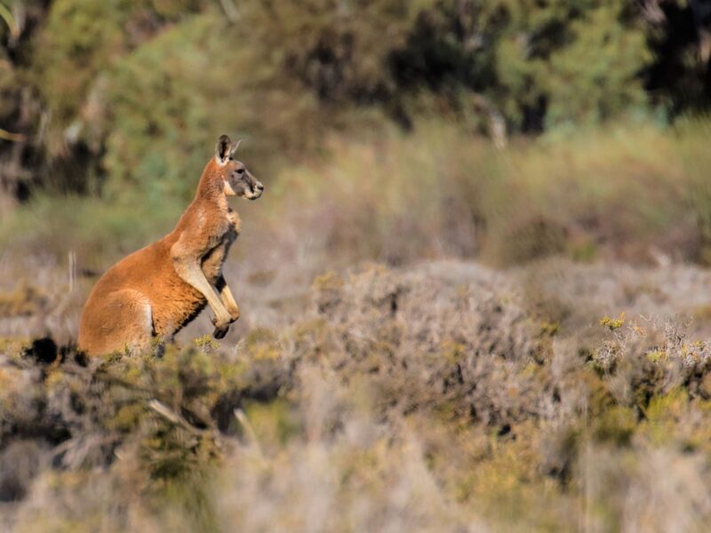 Murray River Trails Red Kangaroo