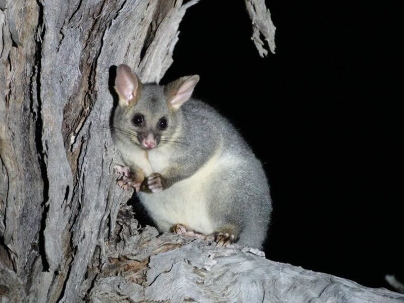 Possum Murray River safari
