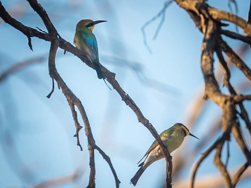 Rainbow beeeaters Murray River Safari