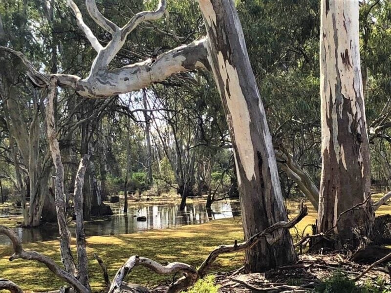 Red Gum Forest Murray River